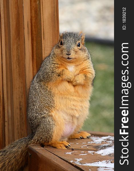 Curious chubby squirrel begging for food. Curious chubby squirrel begging for food.