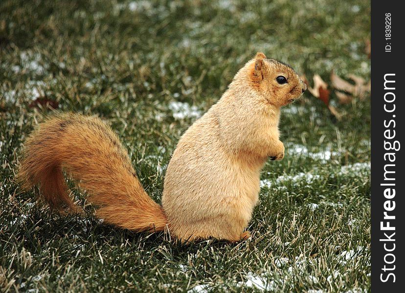 Cute squirrel standing and begging for food. Cute squirrel standing and begging for food.