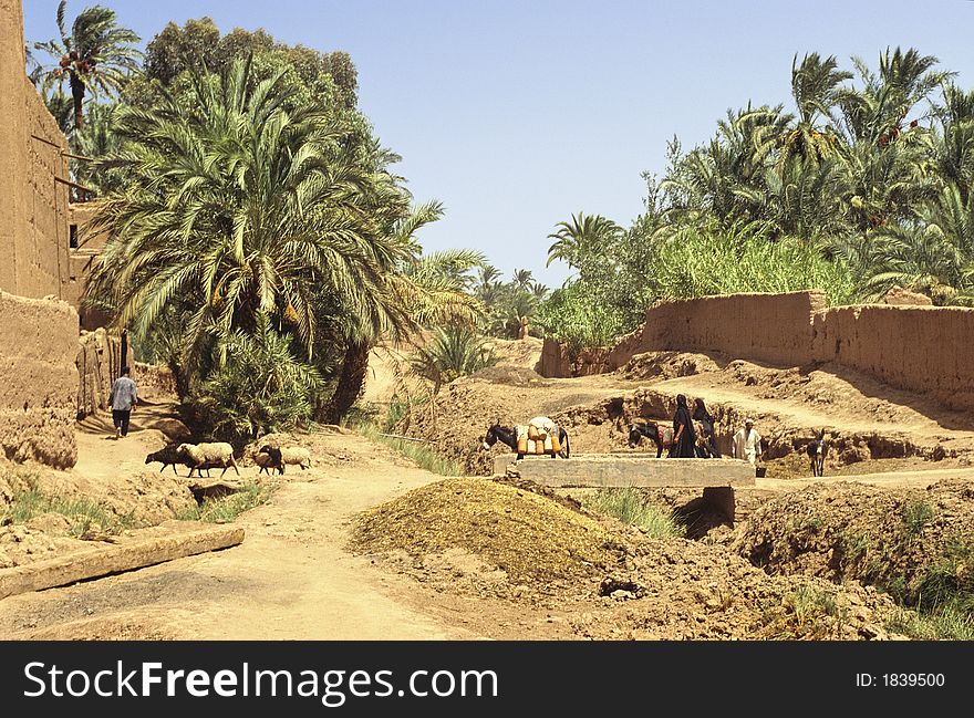 In southern Morocco oasis, between village and palm grove are two paths linked by a small bridge on a stream. In this scenery men, women, donkeys and sheeps are going. In southern Morocco oasis, between village and palm grove are two paths linked by a small bridge on a stream. In this scenery men, women, donkeys and sheeps are going.