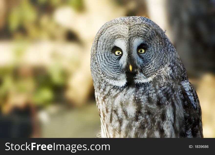 Portrait of a beautiful owl. Portrait of a beautiful owl