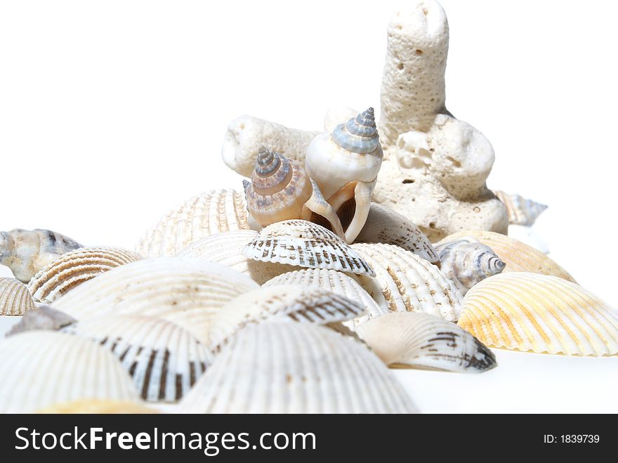 Coral and cockleshells on white