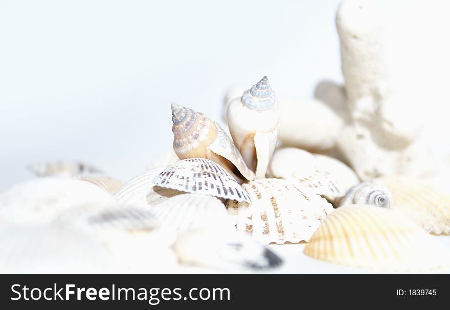 Coral and cockleshells on white