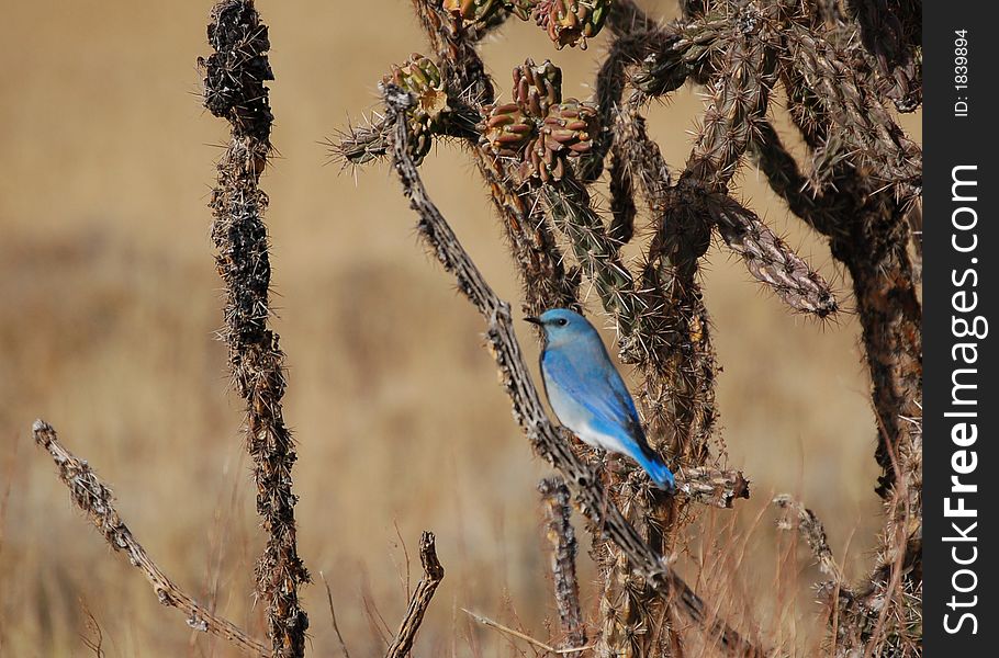 Rocky Mountain Bluebird