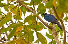 The Long-tailed Glossy Starling Stock Images The Long-tailed Glossy Starling Stock Images