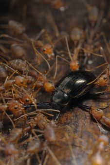 Ants With Food 02 Stock Image
