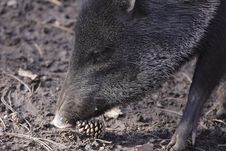 Collared Peccary Detail Stock Photography Collared Peccary Detail Stock Photography