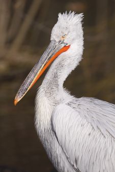 Pelican Royalty Free Stock Images Pelican Royalty Free Stock Images