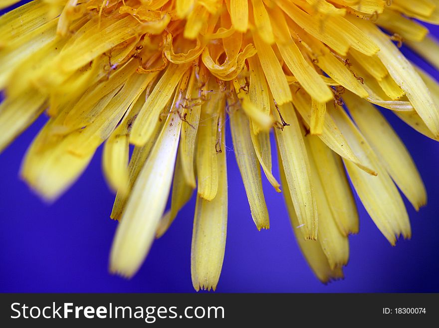 Detail flower of yellow dandelion