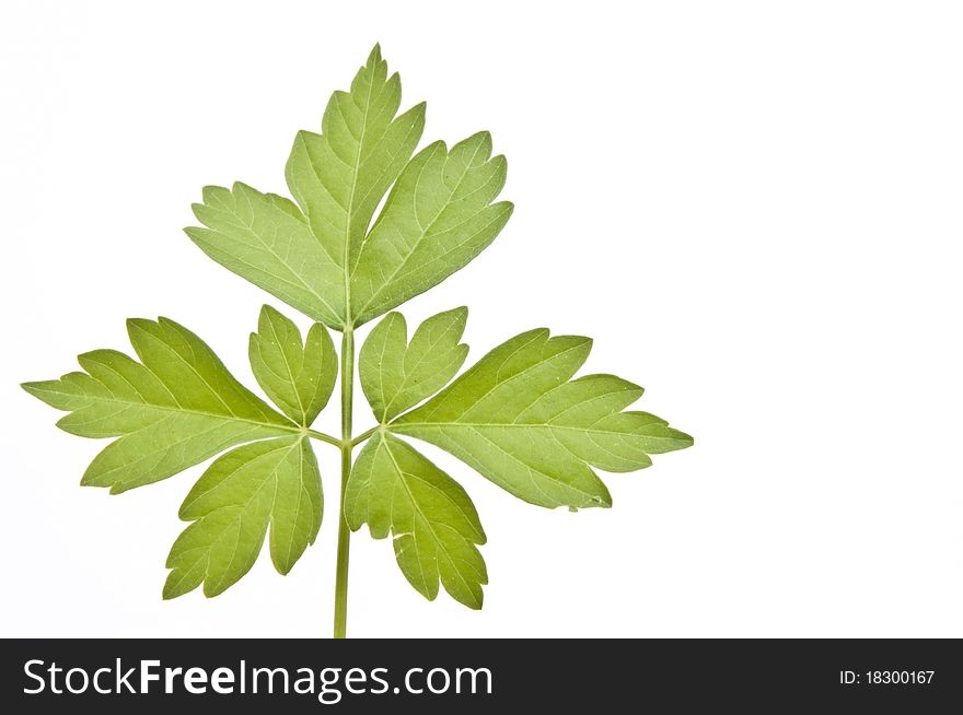 Green leaf as white isolate background