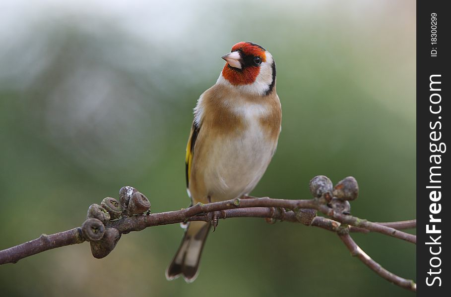 Portrait of a handsome male Goldfinch