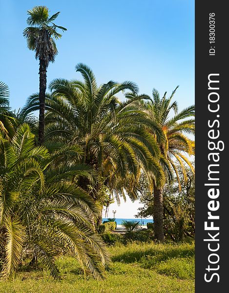 Palm tree at the Black Sea coast. Russia. Palm tree at the Black Sea coast. Russia.