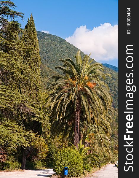 Palm tree at the Black Sea coast. Russia. Palm tree at the Black Sea coast. Russia.