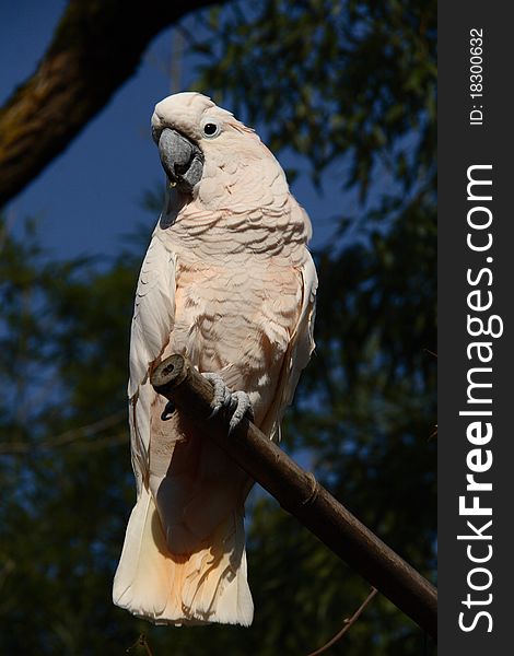 The pink cockatoo on branch