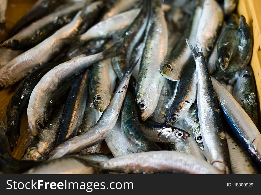Fresh sardines at fish market