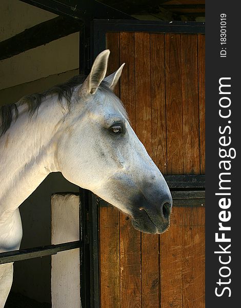 Profile of the head of a white horse