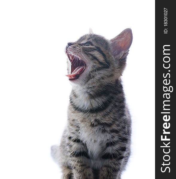 Small kitten with wide open mouth on white background