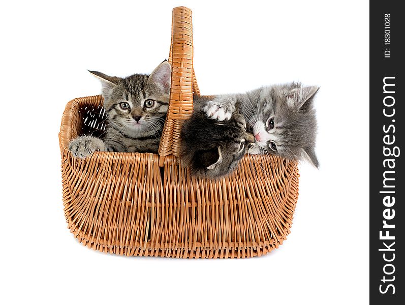 Three small kittens in woven basket on white background