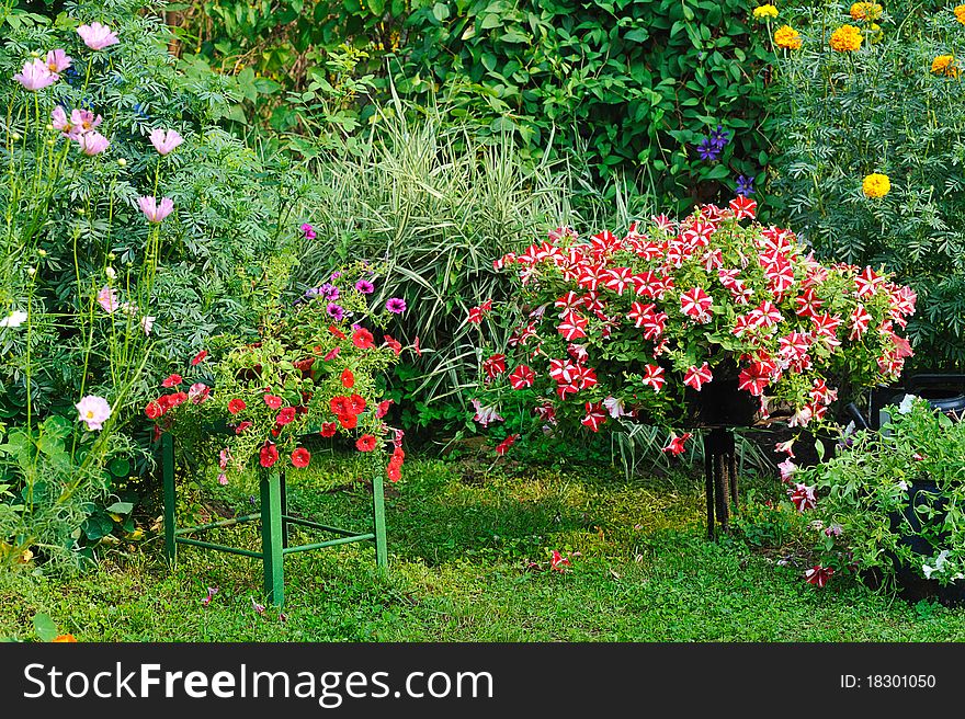 Blooming flowers in home garden. Blooming flowers in home garden