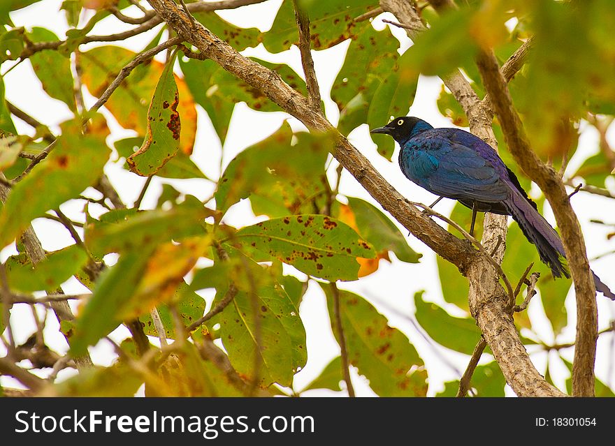 When the sunshine strikes the magnificent plumage of this Starling, iridescent green, blue and purple metallic colors can be admired. When the sunshine strikes the magnificent plumage of this Starling, iridescent green, blue and purple metallic colors can be admired.