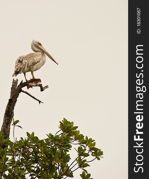 A Pink-backed Pelican choses a high point to overlook the creeks of the Gambia river in The Gambia. A Pink-backed Pelican choses a high point to overlook the creeks of the Gambia river in The Gambia.