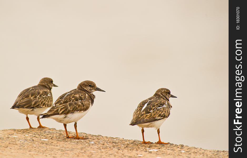Three Rudy Turnstones sit together at a dock by the Gambia River in The Gambia.
