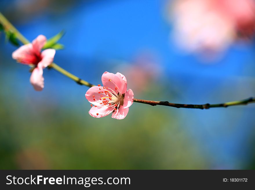 Beautiful pink apricot flower against blur background. Beautiful pink apricot flower against blur background.