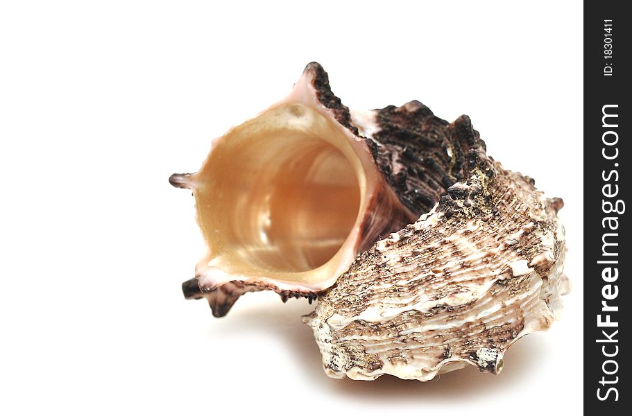 Sea shell isolated on a white background