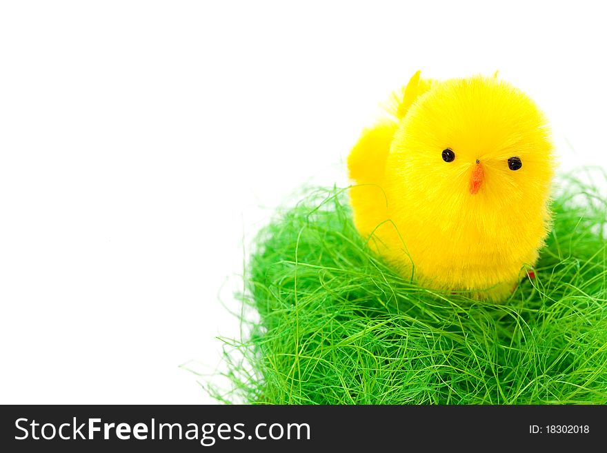 Little biddy in easter basket isolated on white background with copy space