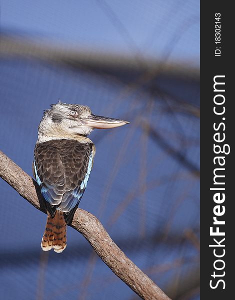 The blue winged kookaburra sitting on the branch.