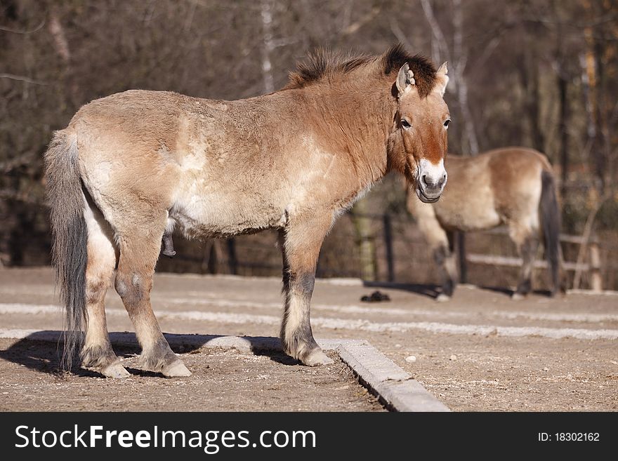 The Dzungarian horse or Przewalski's horse on the pasture.