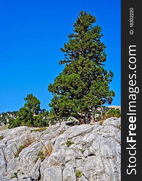 Rocks and trees of the Taurus Mountains. Turkey. Rocks and trees of the Taurus Mountains. Turkey.