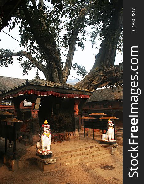 A holy tree in bhaktapur in nepal