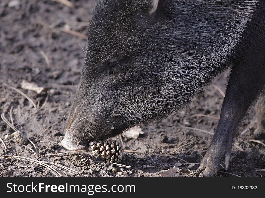 Collared peccary detail