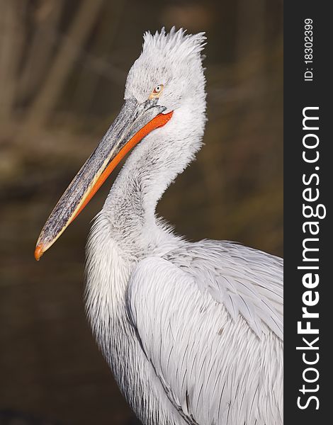 Detail of dalmatian pelican (Pelecanus crispus).