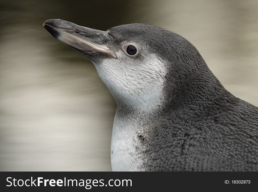 Humboldt penguin detail