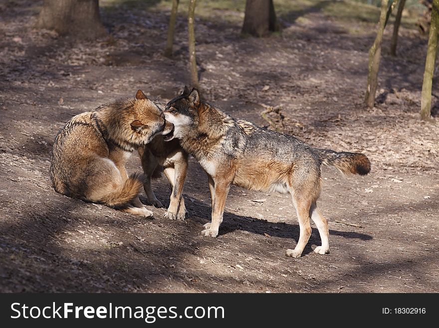 The trinity of eurasian wolves in the forest. The trinity of eurasian wolves in the forest.