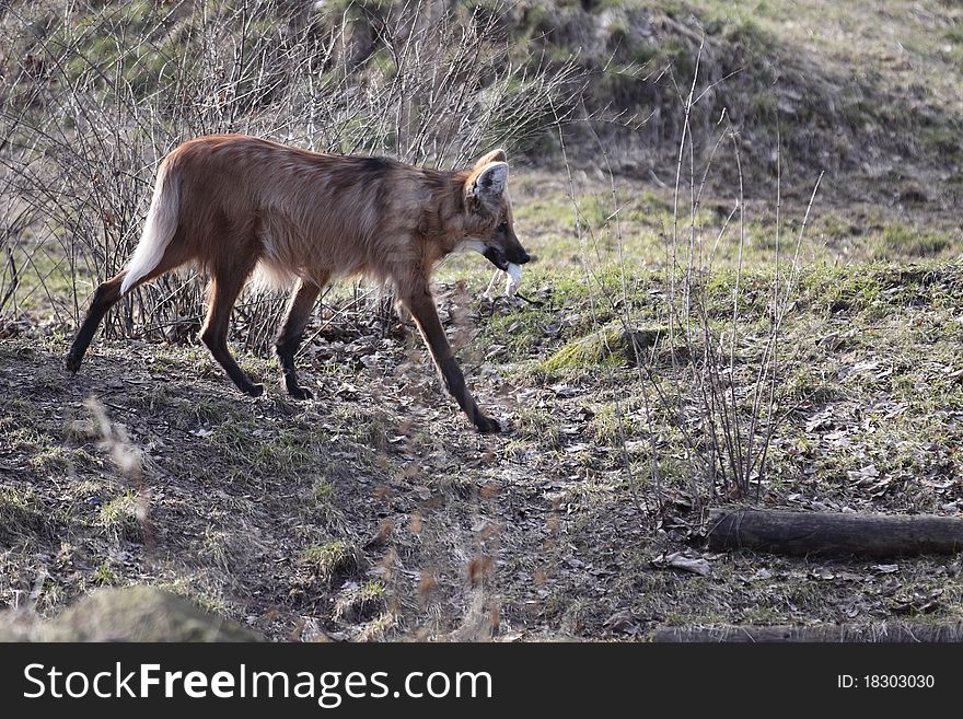 The maned wolf walking in the bush.