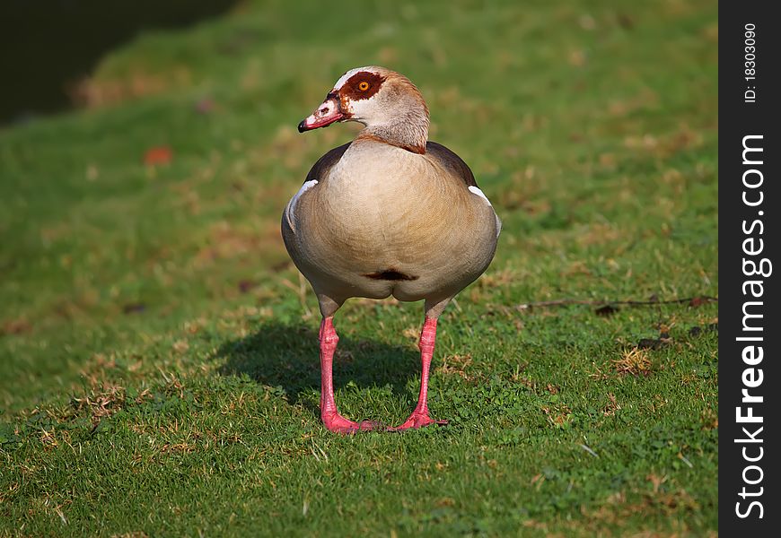 Egyptian Goose on the green grass close-up. Egyptian Goose on the green grass close-up