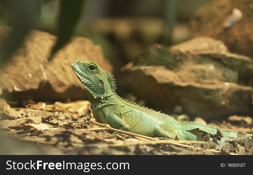 Chinese dragon in jungle - physignathus cocincinus