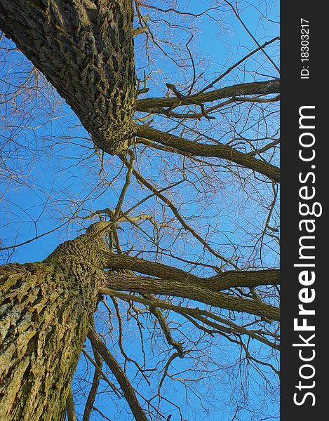 Trees in winter, sunny day, view from below