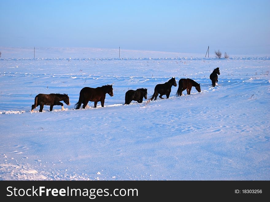 Six horses on snow background and horizon