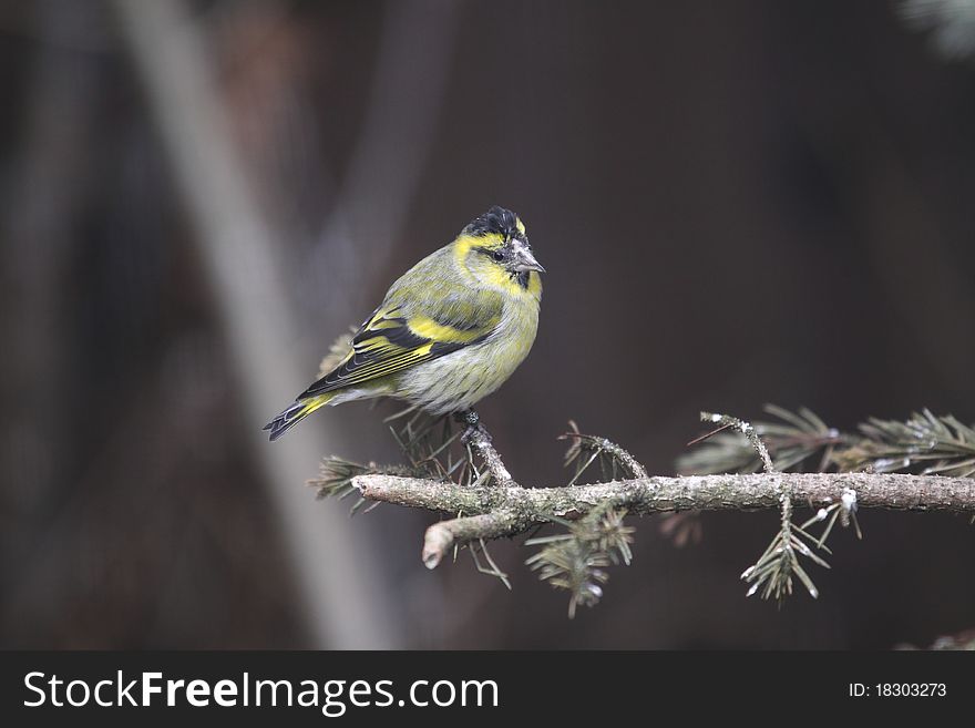 The eurasian siskin sitting on the pine branch.