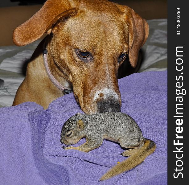 Brown dog sniffing orphaned baby squirrel. Brown dog sniffing orphaned baby squirrel
