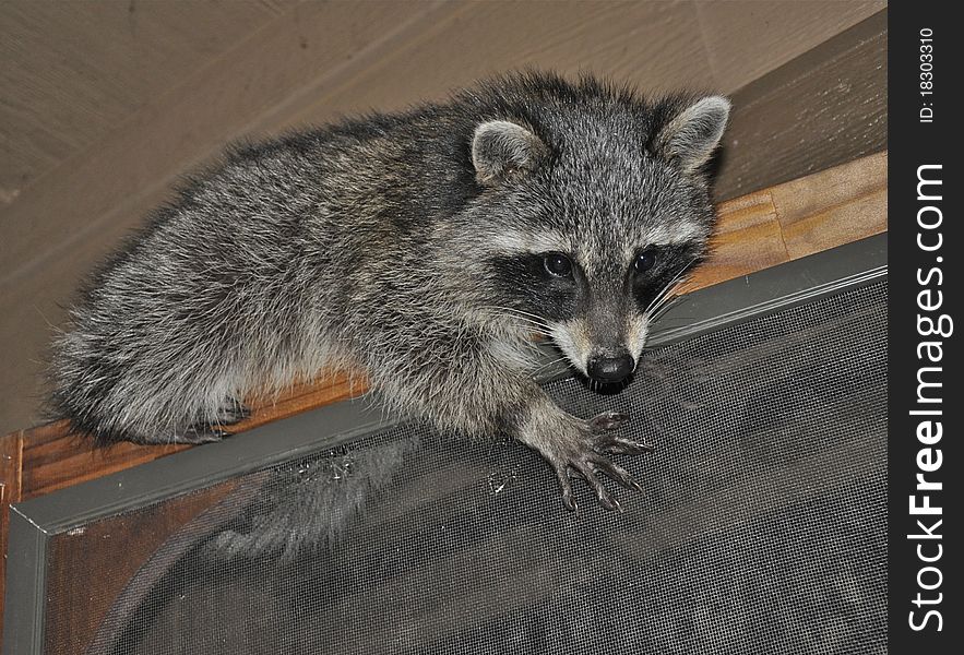Raccoon laying on top of door frame to porch on summer night. Raccoon laying on top of door frame to porch on summer night
