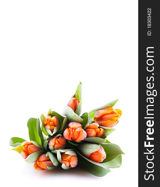 Tulips isolated on white background with copy space