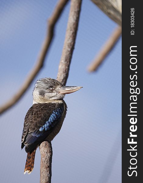 Blue-winged kookaburra sitting on the branch.