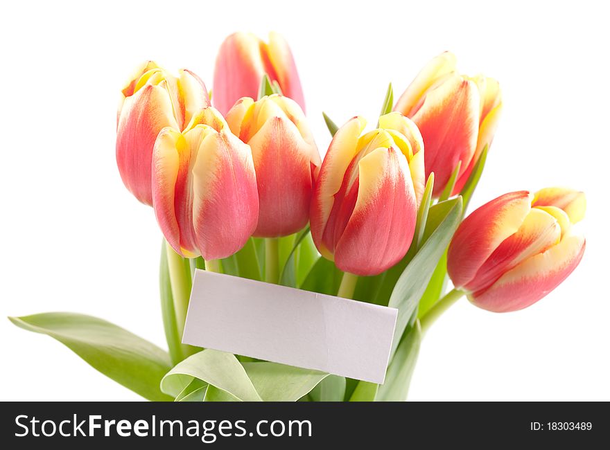 Tulips with label isolated on white background. Tulips with label isolated on white background