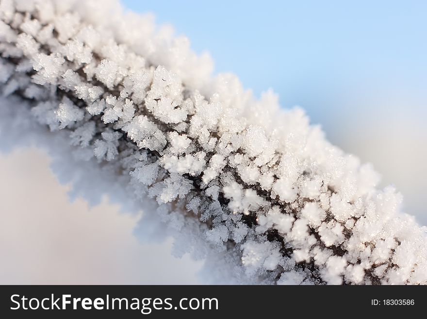 Christmas background with frosty pine tree