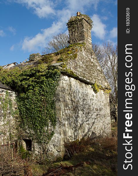 An abandoned derelict property over grown with ivy, a ruined roof and bushes growing from the gable end wall. An abandoned derelict property over grown with ivy, a ruined roof and bushes growing from the gable end wall.