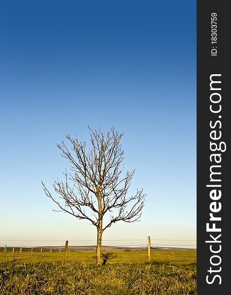 A single leafless tree in a field. A single leafless tree in a field